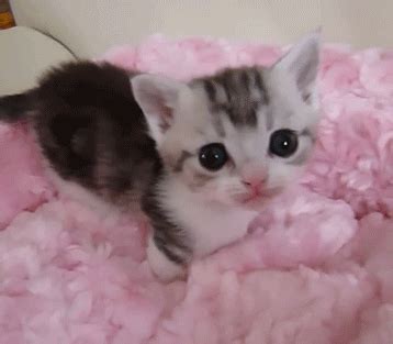 Kitten GIF - Find & Share on GIPHY