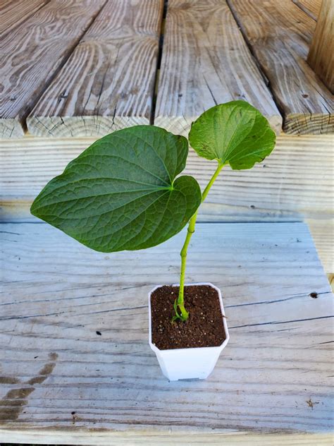 Fresh, Live Kava Plant! | Buy Kava Kava Online