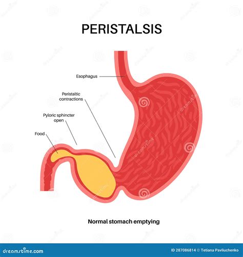 Peristalsis Movement Poster Stock Vector - Illustration of pyloric, system: 287086814