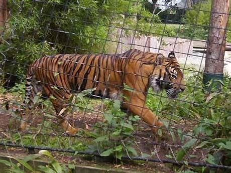 Zoo Tiger Enclosure Prevent Tiger Escaping from the Zoo