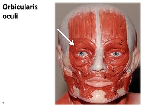 Orbicularis oculi - Location, Function and Pictures