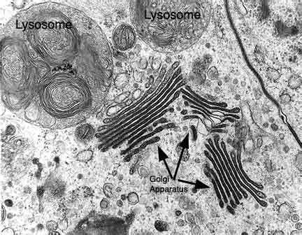 HistoLab4a.htm | Cell biology, Teaching biology, Biology lessons