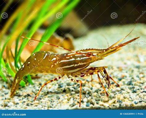 Live shrimp underwater stock image. Image of cold, pacific - 136530991