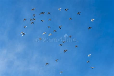 Clear Super Blue Sky with Bright Light and Pigeons Flying in a Group ...