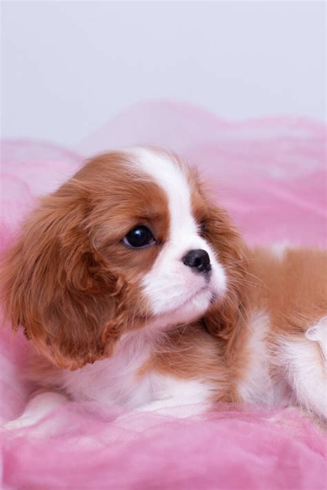 Cavalier King Charles Spaniel Puppies (19 cute pups) - Talk to Dogs