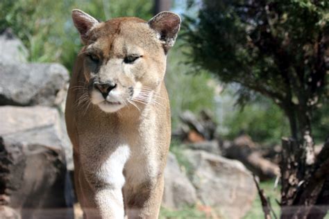 The Florida Panther - Facts and Conservation Efforts | HubPages