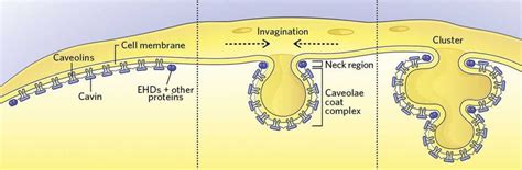 Infographic: Caveolae Form and Function | The Scientist Magazine®