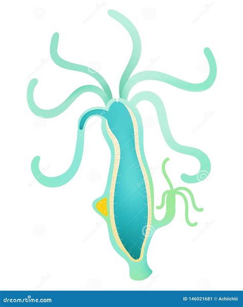 Anatomy Of Hydra - Anatomy Reading Source