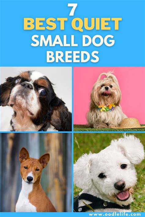 7 Best Quiet Small Dog Breeds in 2022 | Small dog breeds, Dog breeds ...