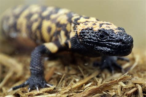 A Colorado man died after a Gila monster bite. Some question the wisdom ...