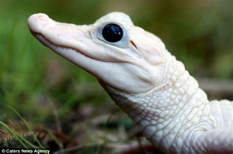 Albino animals are not a pigment of your imagination in these amazing ...