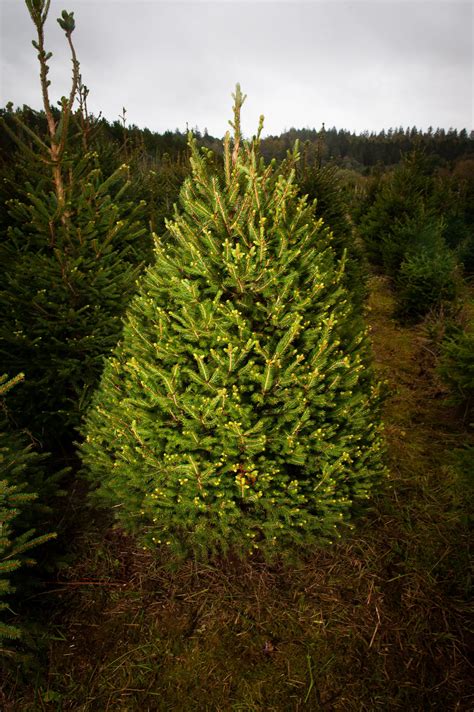 8 Ft Norway Spruce Christmas Tree – Northumberland Christmas Trees