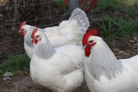 About Sussex Chickens: Inquisitive and Hardy Birds