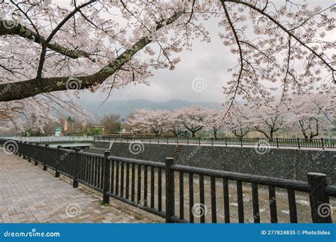 Mt Fuji and Cherry Blossom at Lake Kawaguchiko Stock Image - Image of scenery, asia: 277824835