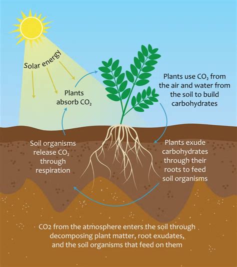 Carbon farming explained: the pros, the cons and the EU's plans | The Farming Forum