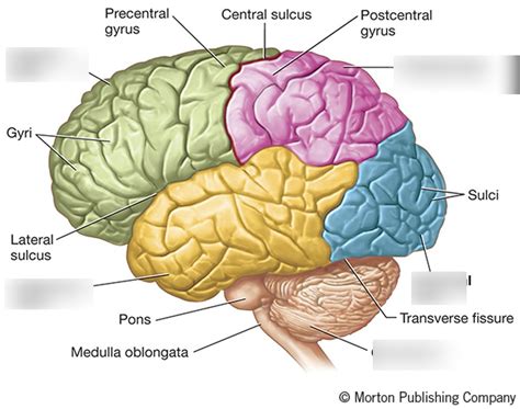 BRAIN LOBES Diagram | Quizlet