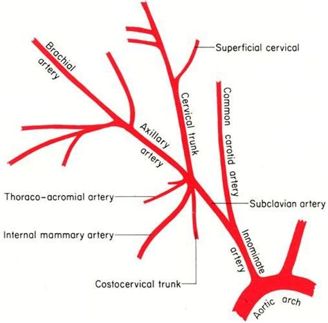 image for term side of card Crna School, Med School, Medical School ...