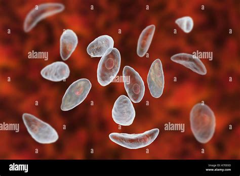 Toxoplasma Gondii Stock Photos & Toxoplasma Gondii Stock Images - Alamy