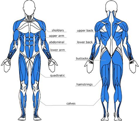 Top 5 Rowing Machine Muscle Toning Facts - Topiom