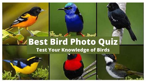 Birds Photo Quiz | Test Your Knowledge of Birds - RNTalks