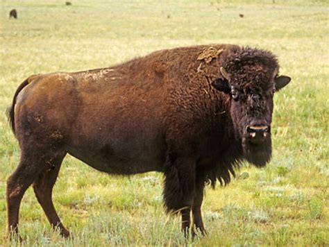 The Plains Bison - American Buffalo - DesertUSA