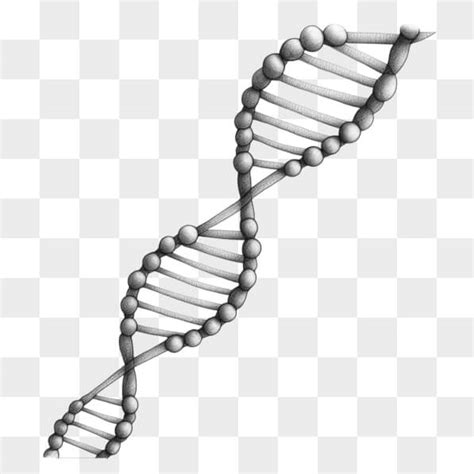 Download DNA Structure Diagram for Genetics and Biochemistry Sketches Online - Creative Fabrica