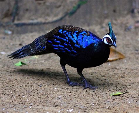 Palawan Peacock Pheasant | Palawan December 2007 Endemic | Flickr