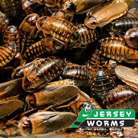 Adult Dubia Roaches | Colony Starter Kits - Free Shipping – Jersey Worms