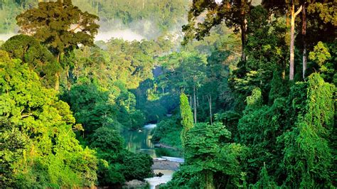 Where the Earth’s Forests Are Deadly Silent