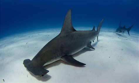 Great Hammerhead Shark Pictures - AZ Animals