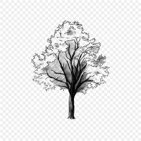 Sketched Tree Vector Clipart