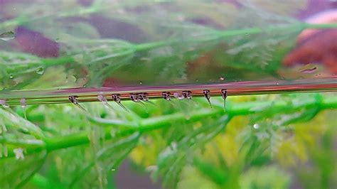 1 day old Paradise Gourami Fry. : r/Aquariums