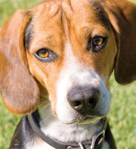 Beagle | Newport Harbor Animal Hospital