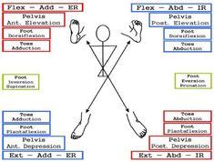 PNF D1 flexion, D1 extension, D2 flexion, D2 extension diagonals. Never ...