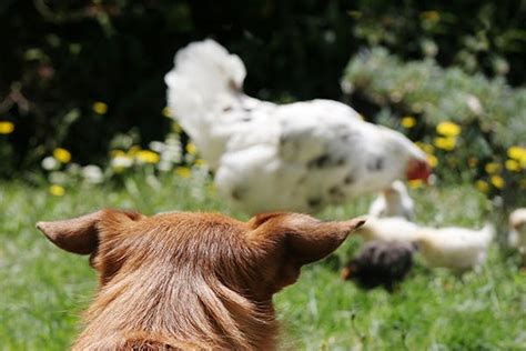 Can Dogs Allergic To Chicken Eat Eggs