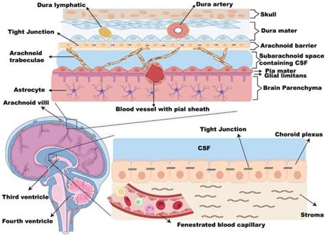 Cancers | Free Full-Text | Leptomeningeal Disease (LMD) in Patients with Melanoma Metastases