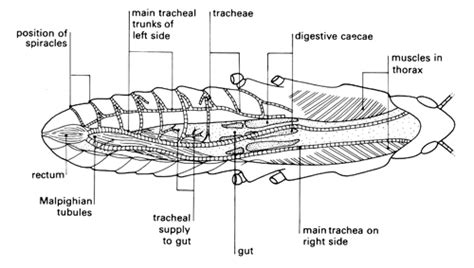 Dissection of the ventilation system of a locust