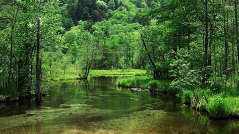 kamikochi-mountain-forest-japan-stream - healthylife.pacificnaturopathic.com