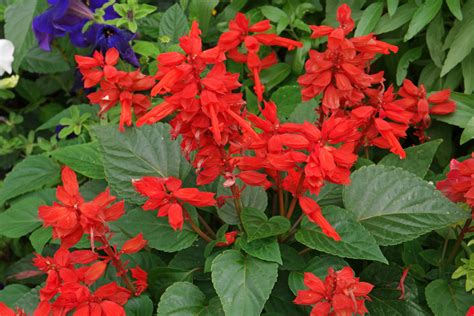 Salvia splendens