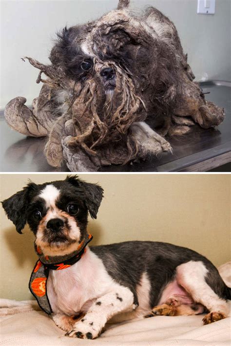 16 Before And After Pictures Of Rescued Dogs From Around The World