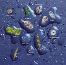 Microscopic Organisms in a Drop of Pond Water | Microscopic organisms ...