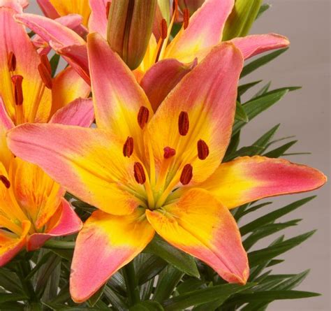 Passion Lily Ladylike close-up | Flowers photography, Patio plants, Lily