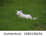 Cross Eyed Cat Free Stock Photo - Public Domain Pictures