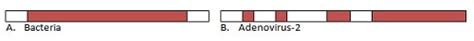 Discovery of Split Genes - 1993 Nobel Prize Medicine