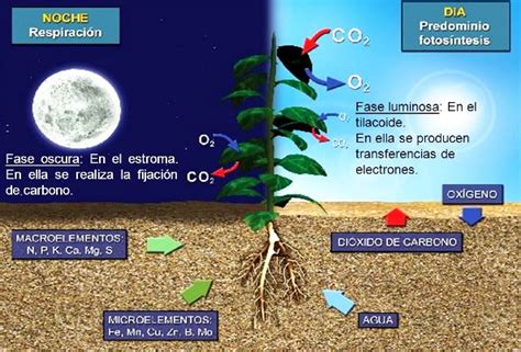 Fases De La Fotosintesis - bourque