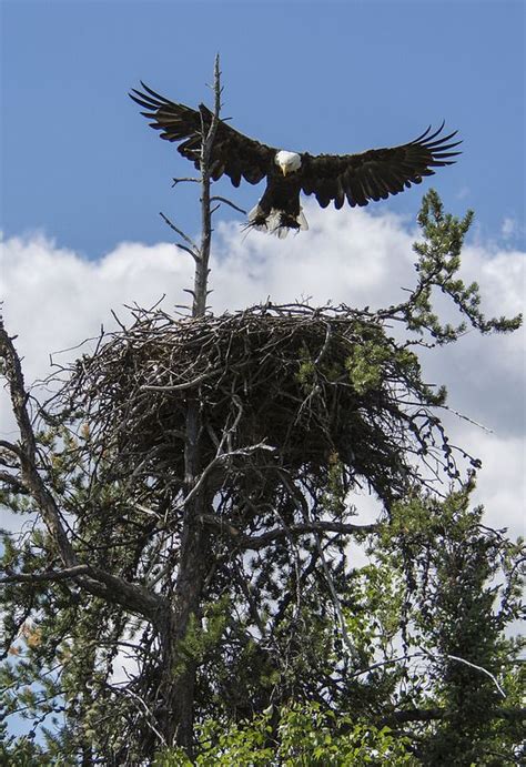 Eagle Nest Building | Bald eagle, Eagle nest, Pet birds