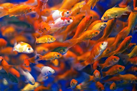 Goldfish aquarium wallpaper - northernmine