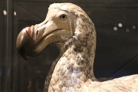 Carnegie Museum Of Natural History — Rethinking the Dodo