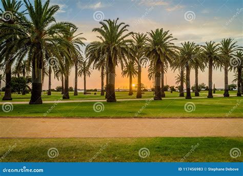 Sunset at St Kilda Beach with Palm Trees in the Foreground Stock Image - Image of melbourne ...