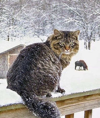 The CUTEST Cats in Snow | The Weather Channel